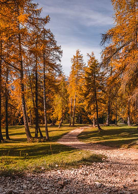 Golden Larch Forest