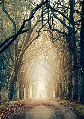 Autumn travel, misty road