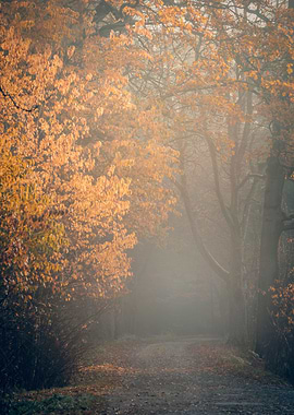 Autumn trees in the forest