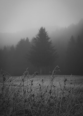 Dark Tree in the Fog