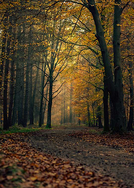 Autumn trees, forest,alley