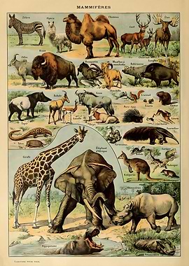 Adolphe Millot Mammals v1