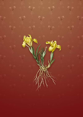 Sand Iris on Falu Red