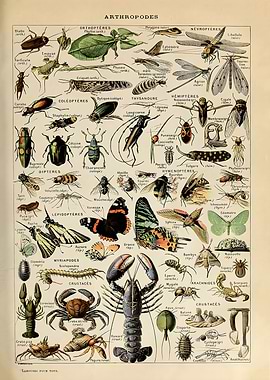 Adolphe Millot Arthropods
