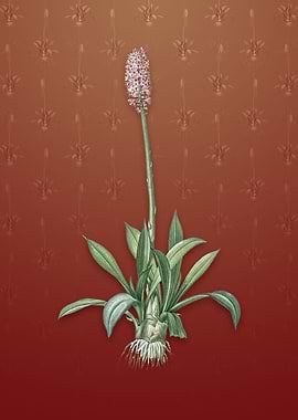 Swamp Pink on Falu Red