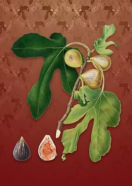 Vintage Figs on Falu Red