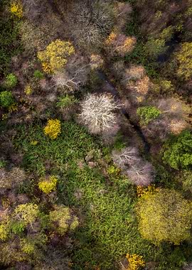 Drone view of a forest