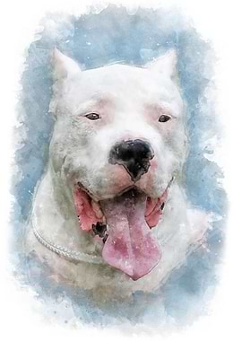 Dogo Argentino watercolor