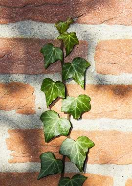 Climbing ivy