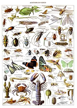 Arthropodes