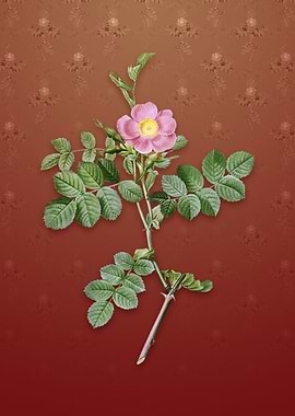 Pink Sweetbriar Rose