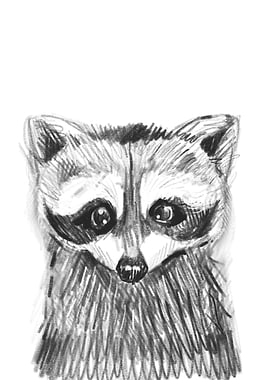 Raccoon