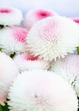 Pink daisy photography