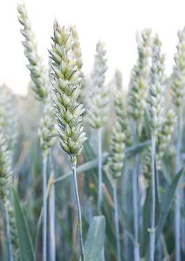 Close up minimalist wheat