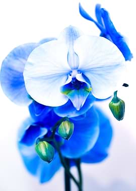 Macro Blue Orchid 1