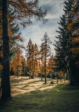 Larches in South Tyrol