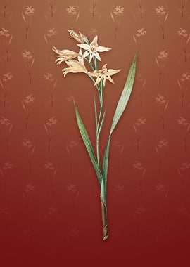 Gladiolus Cuspidatus