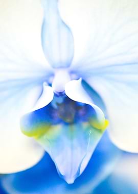 Macro Blue Orchid