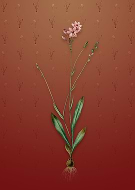 Vintage Gladiolus Junceus