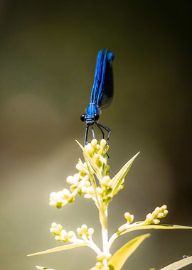 Blue Dragonfly