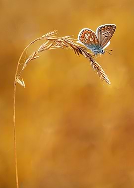 Restin on the dry grass