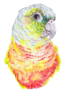 Green Cheeked Conure Bird