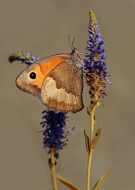 Brown Butterfly