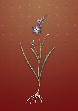 Vintage Ixia Secunda