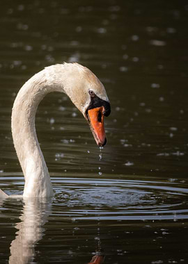 Swan and water
