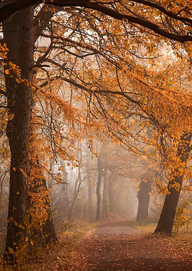 Autumn alley