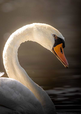 Swan portrait