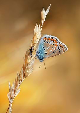 Blue Icarus Butterfly