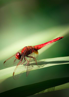 Red Dragonfly