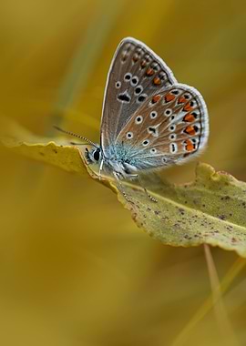 Resting on the leaf