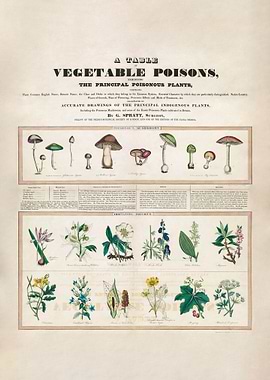 Poisonous mushrooms