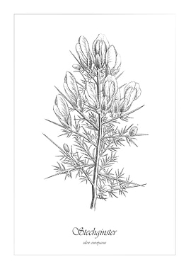 Plants Vintage gorse black