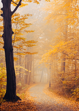 Autumn travel, misty road