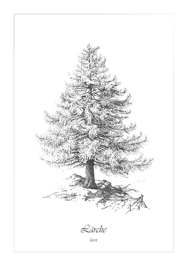 Forest vintage larch