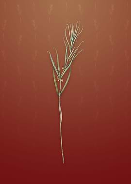 Siberian Solomons Seal