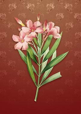 Oleander on Falu Red