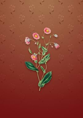 Captain Mangles Rhodanthe