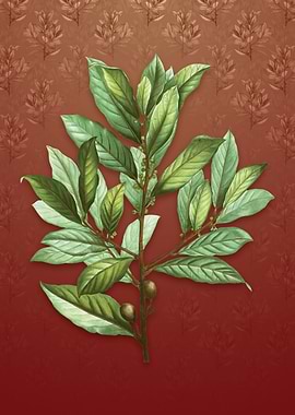 Bay Laurel on Falu Red