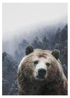 Winter bear