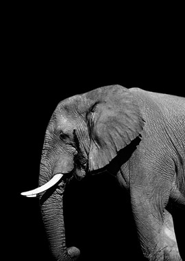 Elephant Funny Animal