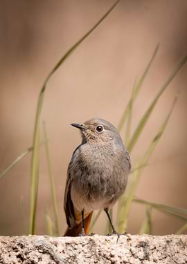 Bird orange bokeh
