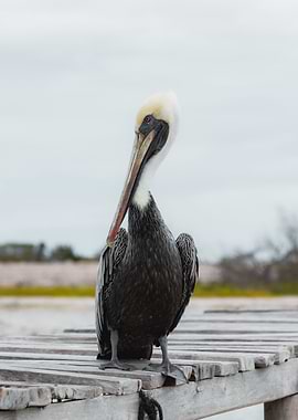 Brown Pelican