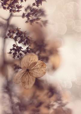 Dried hydrangea decoration