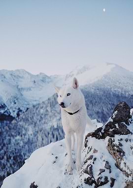 Morning in the mountains