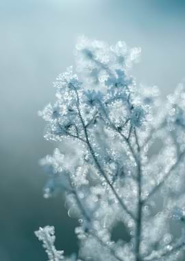 Frozen meadow, winter day