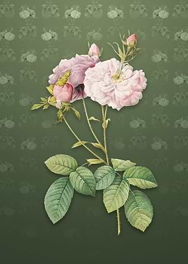 Vintage Damask Rose